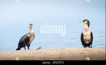 Paire de Grands Cormorans reposant sur une berge sablonneuse avec un petit oiseau rivierain entre eux, surplombant des eaux côtières calmes. Scène naturelle de la faune. Banque D'Images