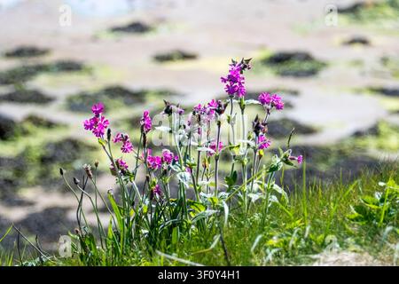Spermaline rouge des Shetland, Silene dioica ssp. zetlandica. Étang de Virkie, Mainland des Shetland. Banque D'Images