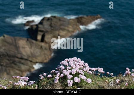 Thrift, Armeria maritima. Croissant sur les falaises de Sumburgh Head, Shetland Mainland. Banque D'Images
