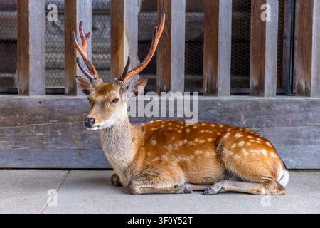 Cerf Sika couché calmement près d'une structure en bois dans le parc de Nara Banque D'Images