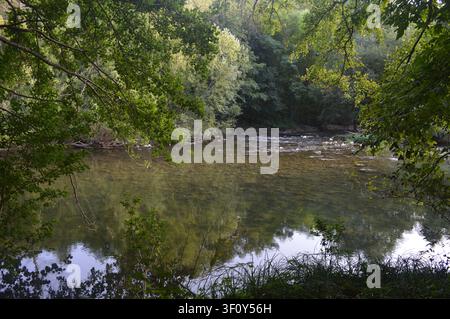 Une rivière calme et claire coule doucement à travers une forêt dense et verte, reflétant les arbres environnants sur sa surface paisible. Banque D'Images