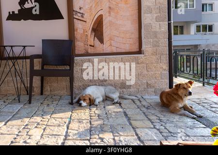 Deux chiens errants se reposant sur une terrasse de café pavée de pierres, Krujë, Albanie. Banque D'Images