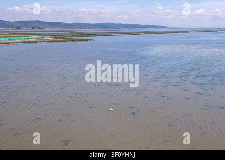 Vue aérienne d’un pélican dalmate (Pelecanus crispus) flottant sur la vaste lagune du parc national de Divjakë-Karavasta, en Albanie Banque D'Images