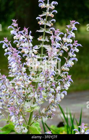 Salvia Sclarea Turkestanica. Une plante bisannuelle avec des fleurs bleues et blanches provenant de bractées teintées de rose. Banque D'Images