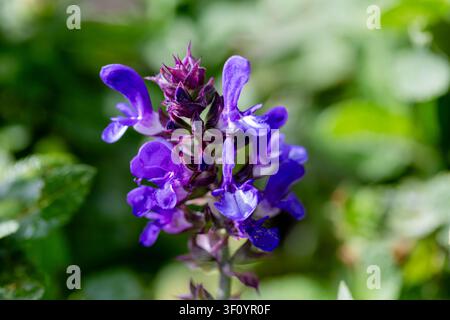 Gros plan de Salvia nemorosa Blue Marvel Banque D'Images