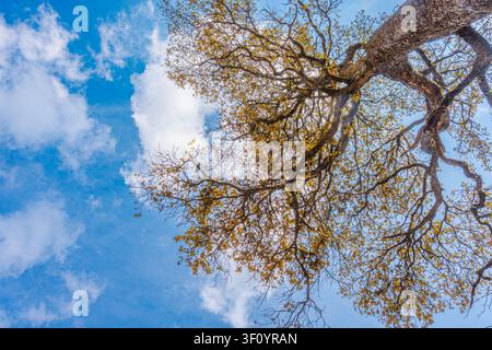 Une perspective à faible angle des branches dorées des arbres d'automne tendues vers un ciel bleu éclatant avec des nuages blancs et doux. Banque D'Images
