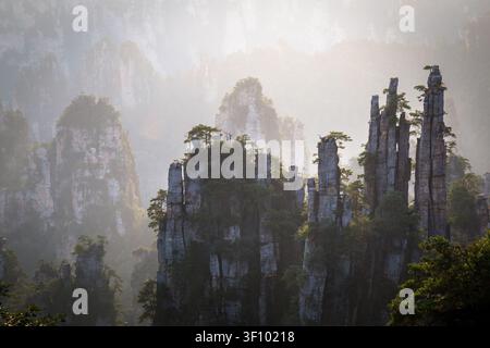 Piliers de grès brumeux dans le parc national forestier de Zhangjiajie, province du Hunan, en Chine, entourés d'une forêt subtropicale luxuriante. Banque D'Images