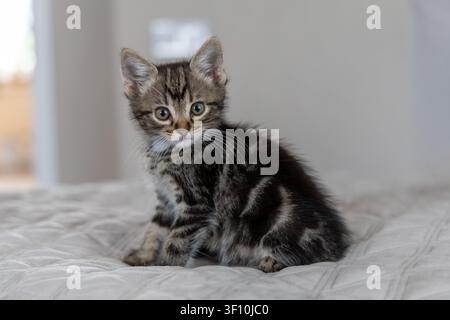 Un chaton gris mignon Banque D'Images