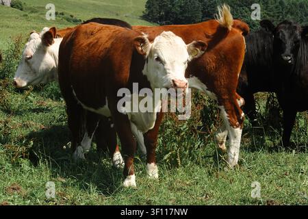 Un petit troupeau de bétail, comprenant des vaches Hereford brunes à face blanche et une génisse noire, paissant sur une colline herbeuse. Banque D'Images