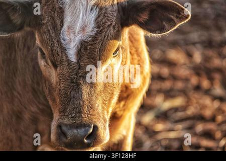 Portrait rapproché d'un jeune veau regardant vers l'appareil, baigné dans la lumière chaude de l'heure dorée sur une ferme rurale. Banque D'Images