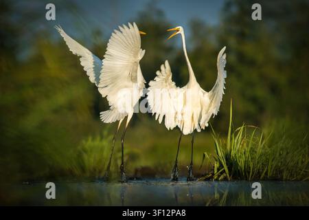 Vue de deux héron bihoreau nicheurs affichant leurs ailes déployées dans une zone humide marécageuse baignée d'une douce lumière de l'heure dorée à Debrzno, Voïvodie de Poméranie, Pologne. Banque D'Images