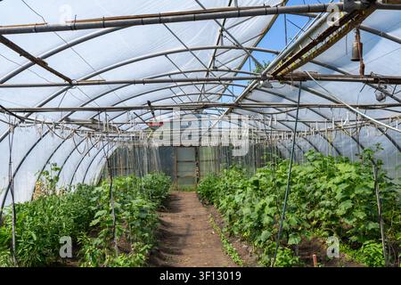 Serre moderne produisant des légumes frais avec des méthodes agricoles durables Banque D'Images