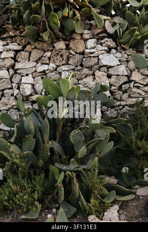 Plantes de cactus figuier de Barbarie poussant contre un mur de pierre historique traditionnel à Malte. Banque D'Images