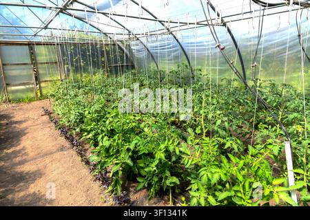 Serre moderne aux légumes avec cultures saines et irrigation Banque D'Images
