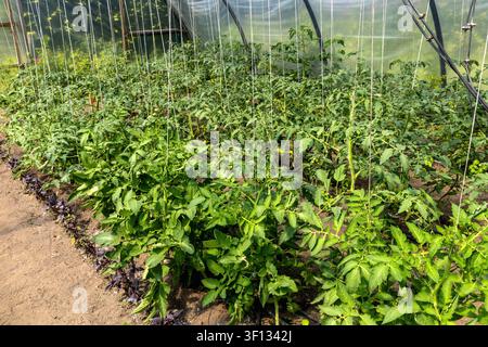 Plantes de tomates poussant dans une serre commerciale avec irrigation moderne Banque D'Images
