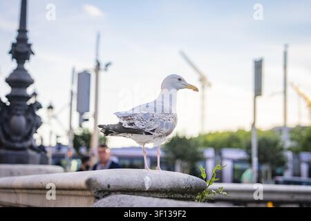 Une mouette se tient sur un mur de pierre en ville en plein jour avec un éclairage doux, Dublin, Irlande Banque D'Images