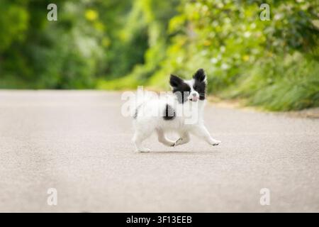 Un chiot papillon noir et blanc court avec une belle démarche devant la caméra Banque D'Images