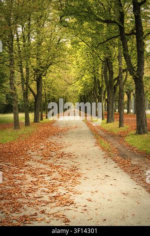 Un sentier bordé d'arbres en automne. Les feuilles tombées couvrent le sol, créant une scène colorée. Les arbres perdent leurs feuilles dans le cadre de la mer naturelle Banque D'Images