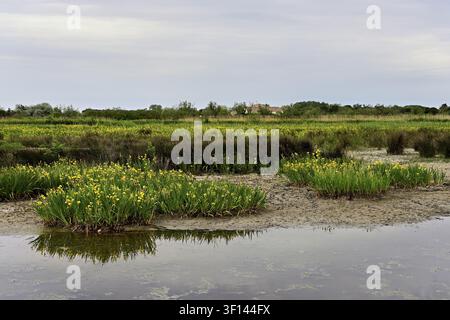 Un marais rempli d'iris jaunes (Iris pseudacorus), Saintes-Maries-de-la-Mer, Parc Naturel Régional de Camargue, sud de la France, France Banque D'Images