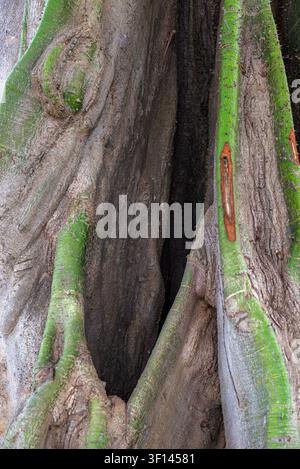 Fissure profonde dans un tronc de racine butoir géant, région de Volta, Ghana Banque D'Images