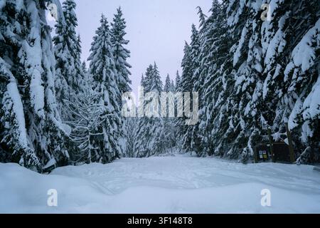 Vue d'une forêt dense avec de grands pins fortement recouverts de neige lors d'une journée d'hiver aux États-Unis d'Amérique. Banque D'Images