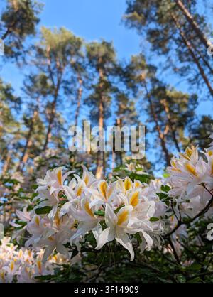 Fleurs de rhododendron Western Albion blanc et rose, azalée décidue occidentale dans la forêt Banque D'Images