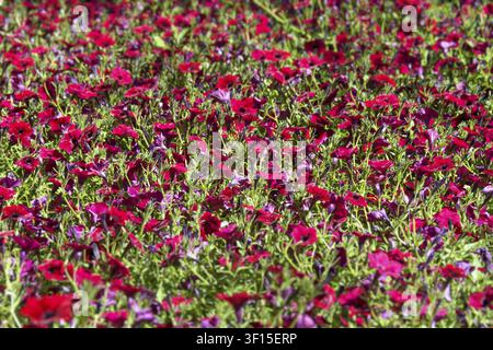 Cadre complet de fleurs de pétunia rouges dans le jardin par une journée ensoleillée Banque D'Images