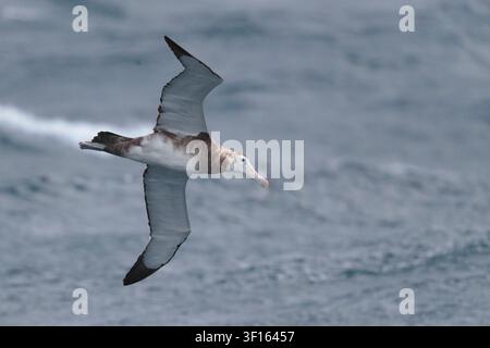 Albatros hurleur (Diomedea exulans) oiseau unique au « Stade 3 » en vol, vue par dessous, océan Atlantique sud, près de l'île Gough Banque D'Images