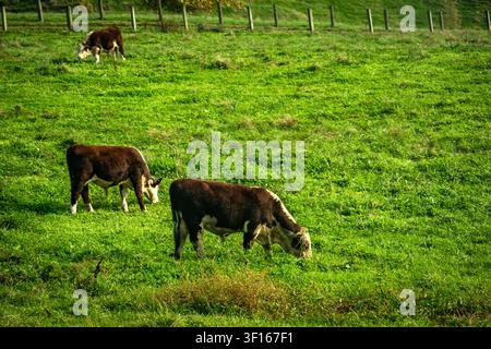 Les bovins Hereford paissent dans les pâturages verdoyants et ondulants d'une ferme rurale pittoresque près de Matamata, en Nouvelle-Zélande. Banque D'Images