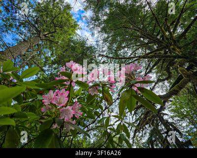 Vue en contre-plongée de rhododendrons roses en fleurs sous des arbres forestiers imposants Banque D'Images