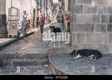 Cusco, Pérou – 24 mars 2025 : scène de rue dans la ville historique de Cusco avec un chien errant dormant sur un trottoir pavé Banque D'Images