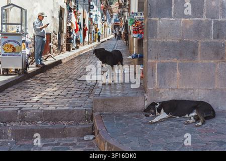 Cusco, Pérou – 24 mars 2025 : scène de rue dans la ville historique de Cusco avec un chien errant dormant sur un trottoir pavé Banque D'Images