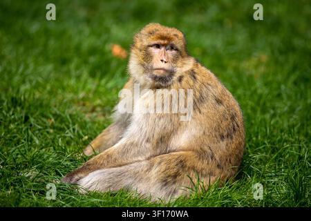 Un portrait en gros plan d'un singe macaque barbu regardant pensivement sur le côté contre un fond de feuillage vert doux. Banque D'Images