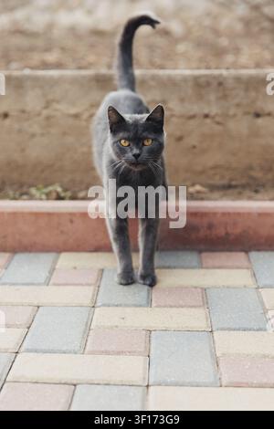 Chat gris se tient alerte sur une terrasse carrelée. Les yeux brillent d'une intensité curieuse. La queue se courbe vers le haut, prête à réagir. L'arrière-plan montre un béton vieilli Banque D'Images