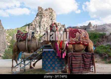 Vue de côté de deux chameaux avec harnais et selle traditionnels colorés, Göreme, Cappadoce, Anatolie, Turquie Banque D'Images