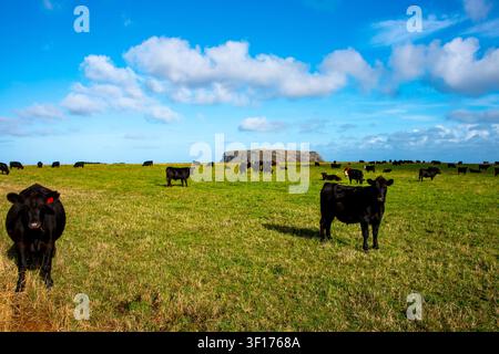 Bovins Black Angus en Tasmanie - Australie Banque D'Images