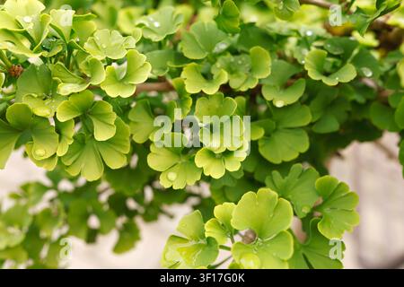 Feuilles vertes de Ginkgo biloba avec des gouttes d'eau fraîches après la pluie, gros plan. Fond de feuillage naturel pour la conception de produits écologiques biologiques. Macro de plante propre Banque D'Images