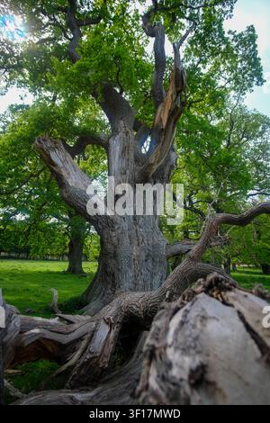 Chêne ancien et majestueux avec une écorce patinée et des branches tombées dans un parc verdoyant baigné de soleil, évoquant le caractère intemporel et la puissance naturelle. Banque D'Images