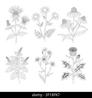 Ensemble d'art linéaire d'herbes médicinales botaniques. Collection de dessins au trait de camomille, menthe poivrée, monarde, échinacée, chicorée, chardon-marie. Illustration de Vecteur