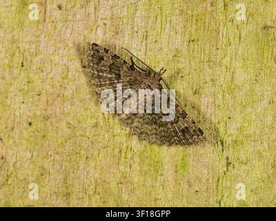 Adulte, Alucite hexadactyle volant en été, Motte à vingt plumes, sur une clôture dans un jardin du Royaume-Uni Banque D'Images