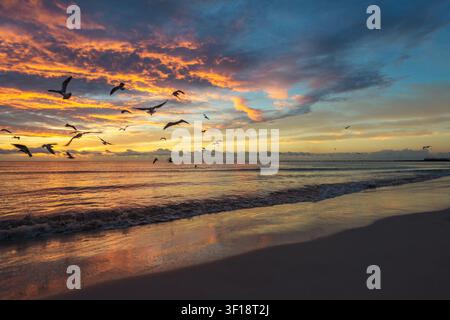 Mouettes volant au-dessus d'une plage au coucher du soleil avec des nuages colorés et des vagues douces Banque D'Images