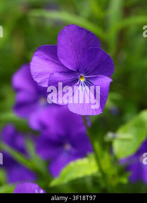 Violette, Pensée ou Violette cornuée, Viola cornuta, Viola 'Avril Lawson', Violaceae. Royaume-Uni. Ce sont des plantes vivaces pérennes compactes. Banque D'Images