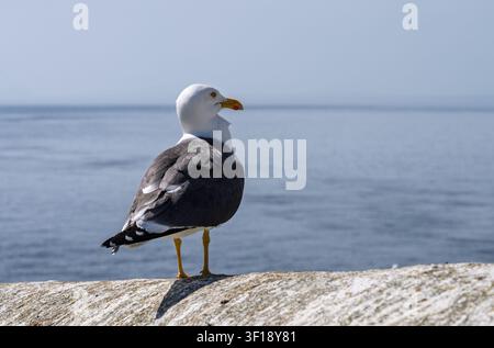Un oiseau de mer, la Mouette à dos noir, se tient sur un mur de pierre près du phare historique de South Stack à Anglesey dans le nord du Pays de Galles. Banque D'Images