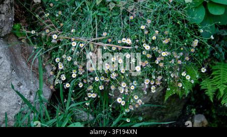 Fleurs d’Erigeron annuel (Erigeron annuus) sauvage épanouies parmi les rochers et la végétation luxuriante Banque D'Images