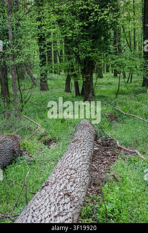 Un arbre tombé gît sur un sol forestier vert et luxuriant entouré de jeunes arbres, de mousse, de vignes et d’un feuillage printanier dense, créant une atmosphère paisible et isolée dans la forê Banque D'Images