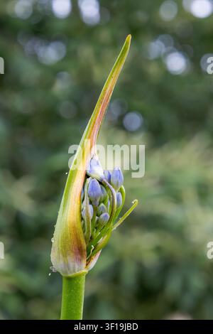 Fleur d'Agapanthus émergeant d'un bouton avec des effets de bokeh flous en arrière-plan. Devon, Royaume-Uni Banque D'Images