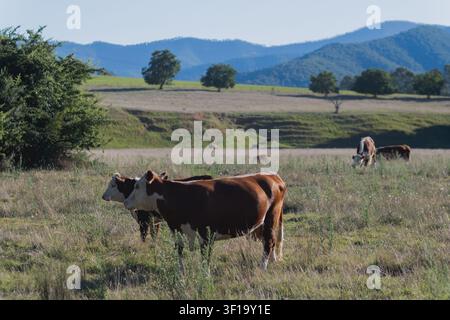 Les vaches paissent paisiblement dans un pâturage ensoleillé. L'herbe verte et les arbustes sauvages les entourent Banque D'Images