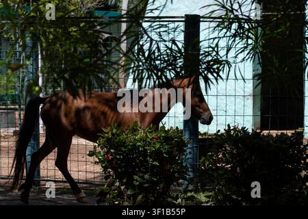 Cheval domestique brun (Equus caballus) marchant derrière des buissons verts et une clôture, zoo de Ciego de Avila, Cuba Banque D'Images