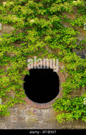 Mur historique en pierre avec fenêtre ronde et plantes grimpantes luxuriantes en été Banque D'Images