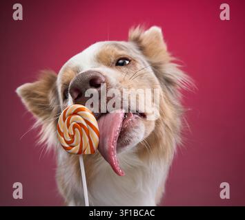 Gros plan de Border Collie léchant une sucette ronde avec une langue exagérée. Ce cliché humoristique allie douceur et personnalité canine originale. Banque D'Images